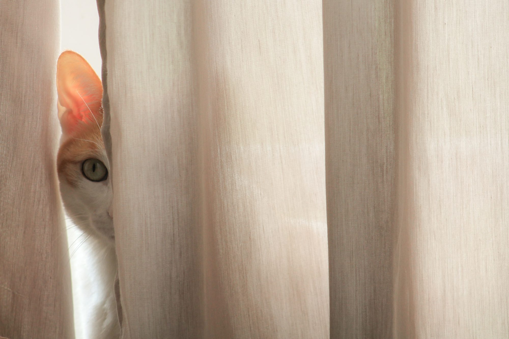 portrait cat hiding by curtains home